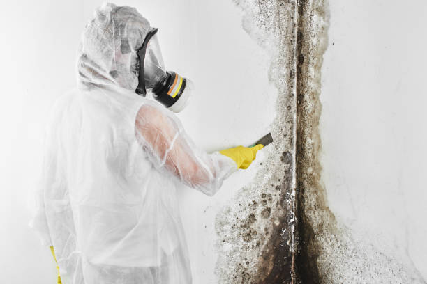 Best Crawl Space Mold Removal  in Dundee, FL