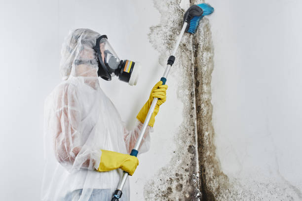 Best Toxic Mold Removal  in Dundee, FL