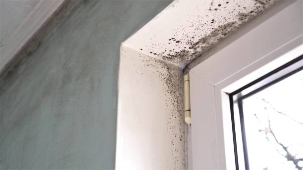 Best Mold Removal Company Near Me  in Dundee, FL