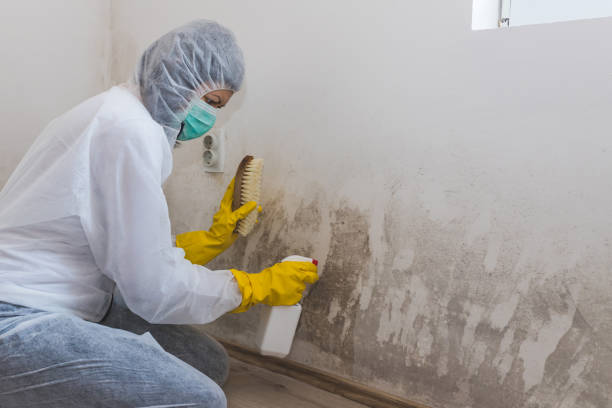 Best Mold Remediation Services  in Dundee, FL