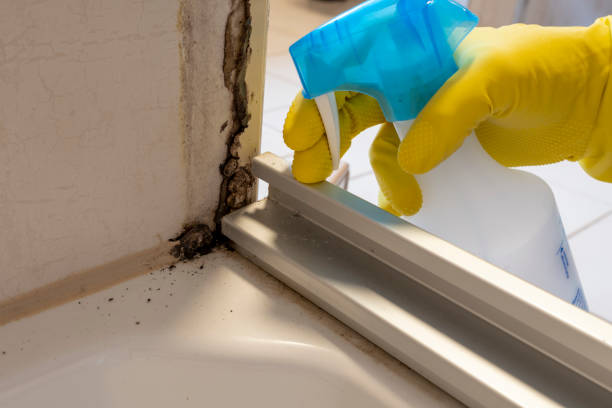 Best Same-Day Mold Removal  in Dundee, FL