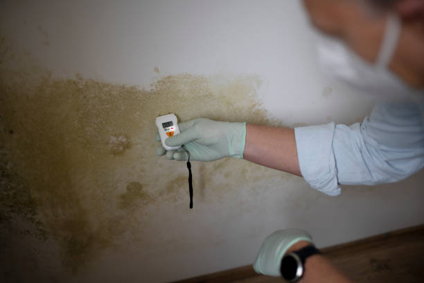 Best Mold Removal Specialists  in Dundee, FL