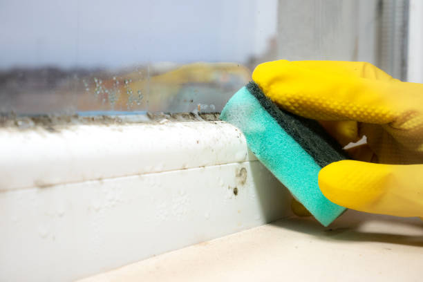 Best Mold Damage Repair  in Dundee, FL