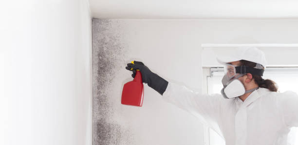 Best Home Mold Removal  in Dundee, FL