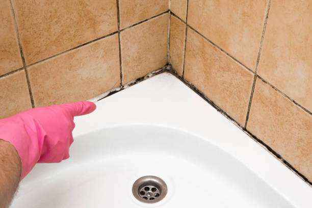 Best Black Mold Removal  in Dundee, FL